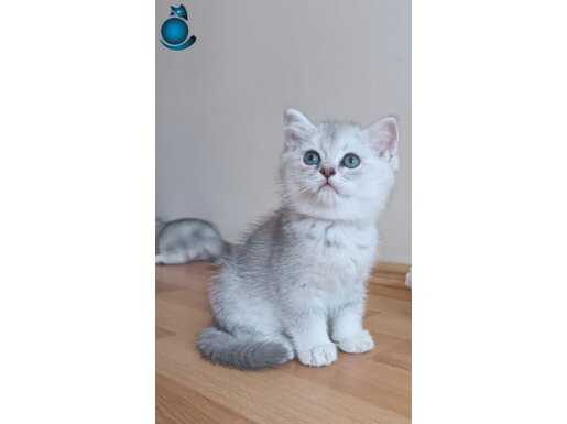 Scottish fold 2 aylık mama tuvalet eğitimi tamamlandı