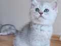 Scottish fold 2 aylık mama tuvalet eğitimi tamamlandı