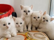 Satılık Yavru Kedi Fiyatları | KEDiPET.COM