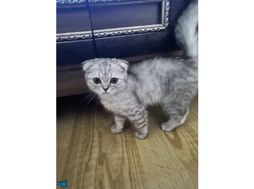 Scottish Fold Beyaz