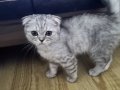 Scottish Fold Beyaz