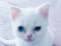 British Shorthair Yavru Kedi