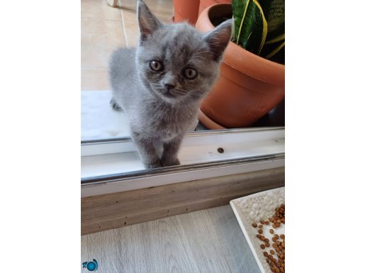 British Shorthair 1.5 aylık kedilerimiz sahiplendirilecektir