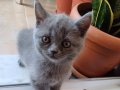 British Shorthair 1.5 aylık kedilerimiz sahiplendirilecektir