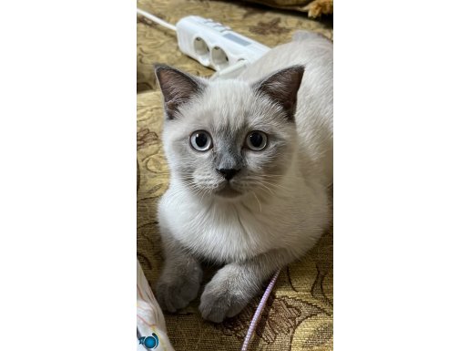 3 aylık Scottish fold blue point