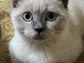 3 aylık Scottish fold blue point