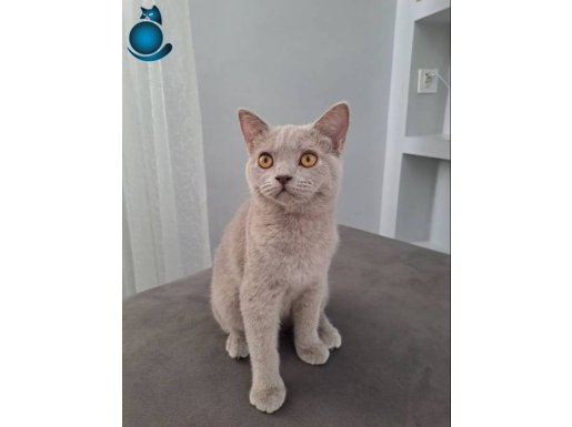 British shorthair 5 aylık dişi