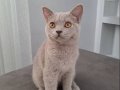 British shorthair 5 aylık dişi