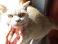 Yavru british shorthair