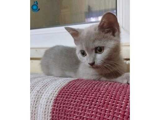 British Shorthair kedi