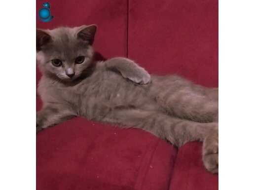 British Shorthair yavru kedi