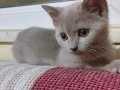 British Shorthair kedi