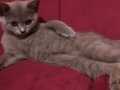 British Shorthair yavru kedi