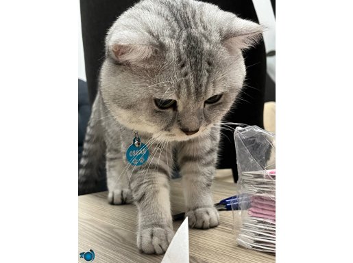 2 yaşında british shorthair sakin 