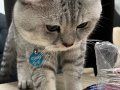 2 yaşında british shorthair sakin 