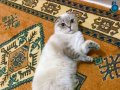 1 Yaşında Kısır Değil Dişi Scottish Fold