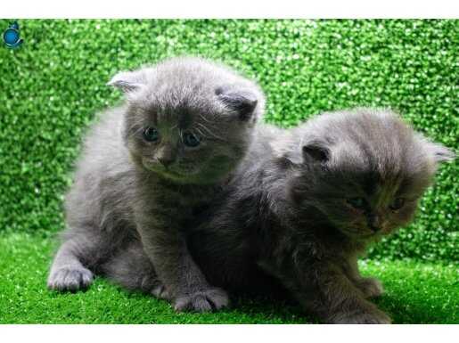  safkan British shorthair