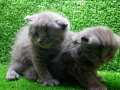  safkan British shorthair