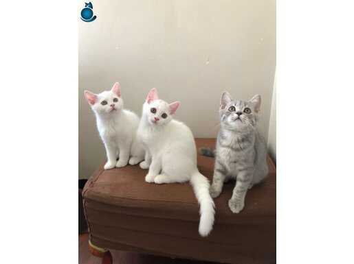 Britishshorthair sağlıklı yavrular