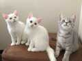 Britishshorthair sağlıklı yavrular