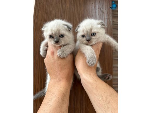 scottish fold yavrularımız ev ortamında