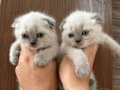 scottish fold yavrularımız ev ortamında