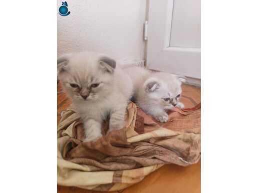 Anne scottish fold blue point, baba british shorthair yavru