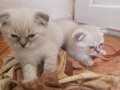 Anne scottish fold blue point, baba british shorthair yavru