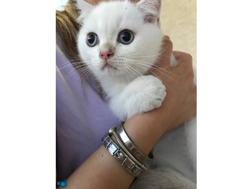 3 Aylık Scottish Fold