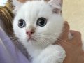 3 Aylık Scottish Fold