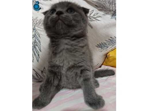 Scottish fold erkek