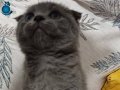 Scottish fold erkek