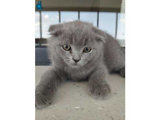 Scottish fold cins duman rengi. 