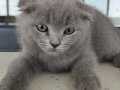 Scottish fold cins duman rengi. 