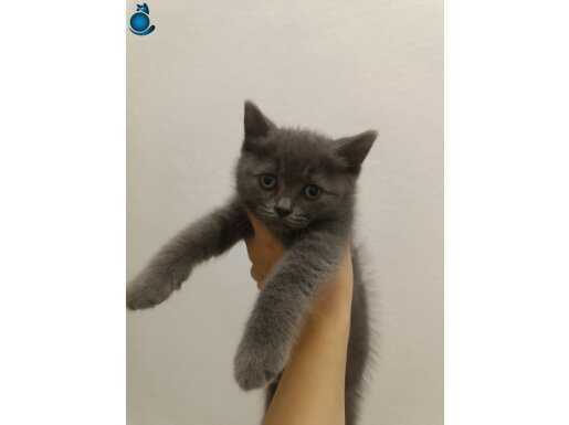 British shorthair 2aylik erkek