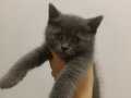 British shorthair 2aylik erkek