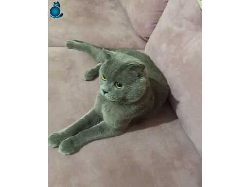 British Shorthair kedi 