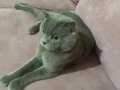 British Shorthair kedi 