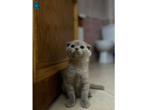 50 günlük Scottish Fold