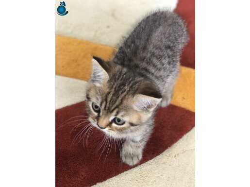 Sevimli ve hareketli 2 aylık British shorthair