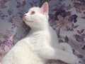 Beyaz British Shorthair yavru