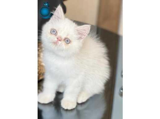 2.5 aylık beyaz exotic shorthair yavru