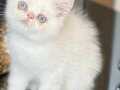 2.5 aylık beyaz exotic shorthair yavru