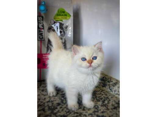  Ata Ödüllü Full Scrli British Shorthair Golden Point