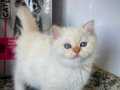  Ata Ödüllü Full Scrli British Shorthair Golden Point