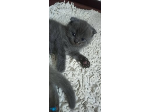 2 AYLIK SCOTTISH FOLD YAVRUMUZU VERIYORUZ