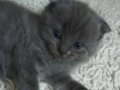 2 AYLIK SCOTTISH FOLD YAVRUMUZU VERIYORUZ