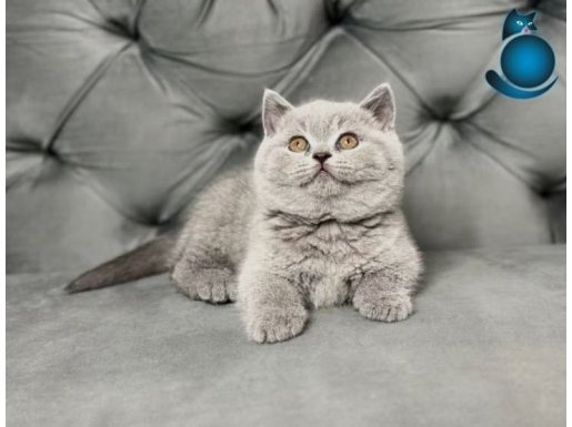 Muhteşem Güzellikte Gri British Shorthair