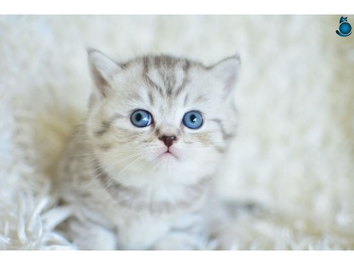 ++ Kalite Silver British Shorthair