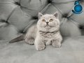 Muhteşem Güzellikte Gri British Shorthair